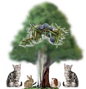 Juniper Tree Animal Rescue